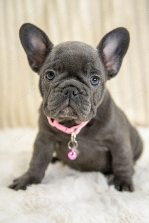 Bulldog Francez - blue, ochii albaștrii - posibilitate transport - buldog francez - imagine 5