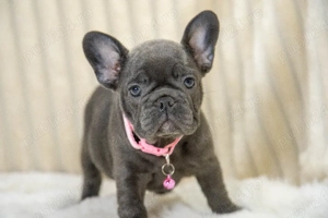 Bulldog Francez - blue, ochii albaștrii - posibilitate transport - buldog francez - imagine 4