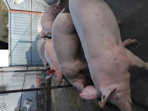 Vând grasuni marele alb - imagine 3