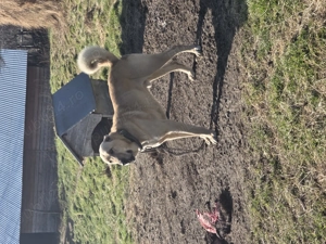 Cand căței kangal!