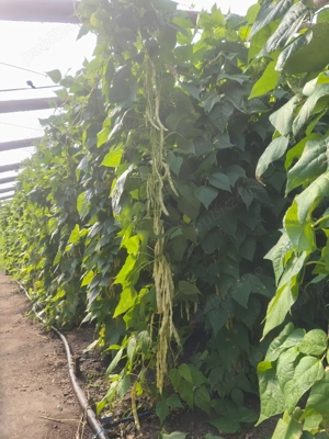 Semințe păstăi galbene Aurie de Bacau