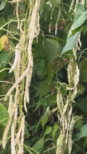 Semințe păstăi galbene Aurie de Bacau - imagine 3