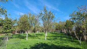 Tinca A.iancu casa de vinzare  - imagine 6