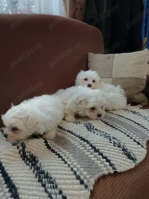 vănd Bișoni  - imagine 4