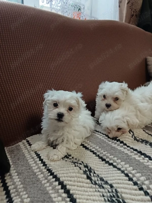 vănd Bișoni  - imagine 2