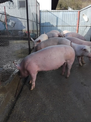 Vând grasuni marele alb - imagine 2