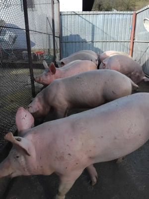 Vând grasuni marele alb - imagine 3