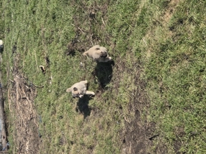 Cand căței kangal! - imagine 5