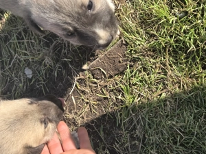 Cand căței kangal! - imagine 4