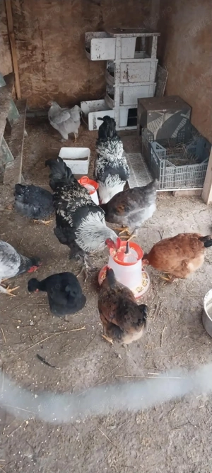 Vand gaini motate , barboase  - imagine 4