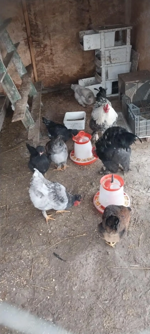 Vand gaini motate , barboase  - imagine 2