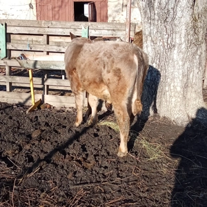 Tauras, vitel - imagine 2