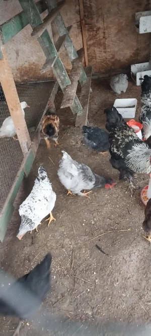 Vand gaini motate , barboase  - imagine 3