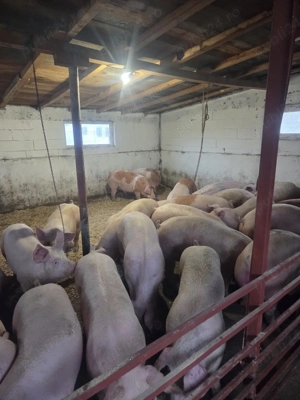 oferta porci la 8.5 lei kg