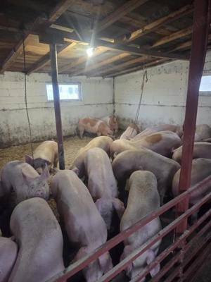 oferta porci la 8.5 lei kg - imagine 2