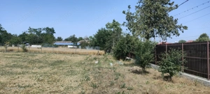 Teren  de inchiriat 2200m ,Com Borcea (CL), term lung-INTRAVILAN - imagine 6