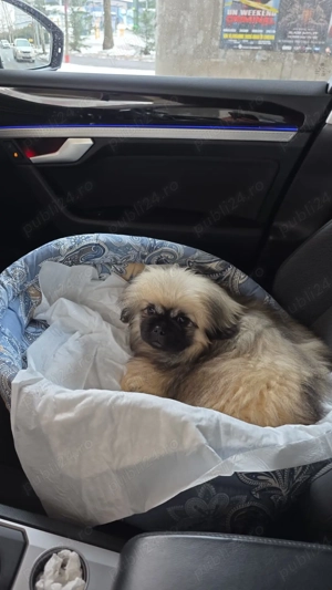 Pechinese imperial - imagine 2