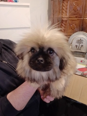 Pechinese imperial - imagine 3