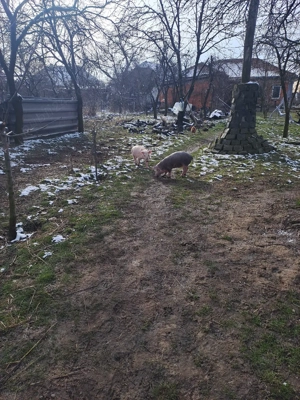 vînd purcei - imagine 2