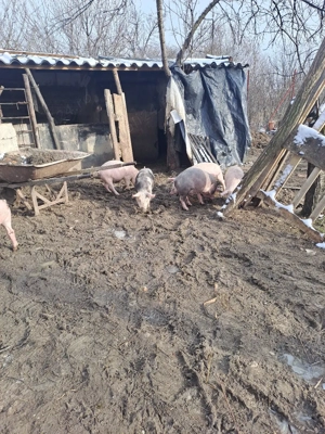 vînd purcei - imagine 5