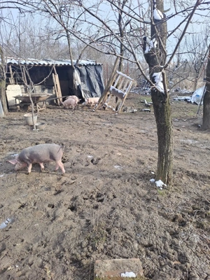 vînd purcei - imagine 3