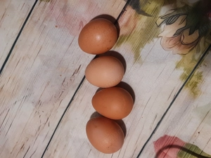 Oua de bibilica pentru incubat  - imagine 2