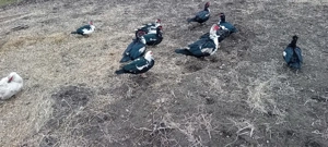 Oua pentu incubat de rață mutâ leșească  - imagine 1