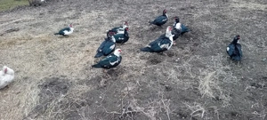 Oua pentu incubat de rață mutâ leșească  - imagine 3