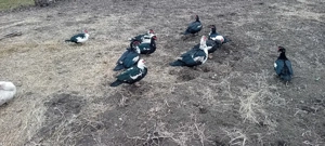 Oua pentu incubat de rață mutâ leșească  - imagine 2