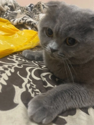 De vanzare pisica Scottish Fold - imagine 2