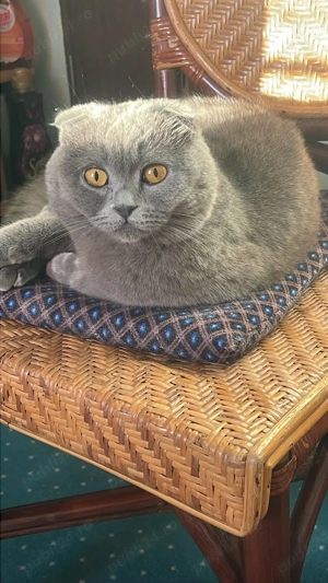 De vanzare pisica Scottish Fold - imagine 4