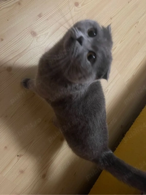 De vanzare pisica Scottish Fold - imagine 3
