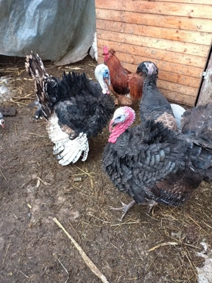 curcanii de casa  - imagine 3