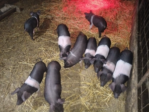 Purcei de vînzare. - imagine 3