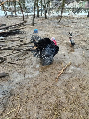 curcanii de casa  - imagine 2