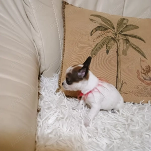 Catelusi Chihuahua Mini Toy - imagine 4