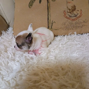 Catelusi Chihuahua Mini Toy - imagine 5