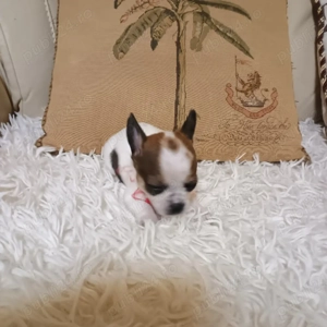 Catelusi Chihuahua Mini Toy - imagine 3