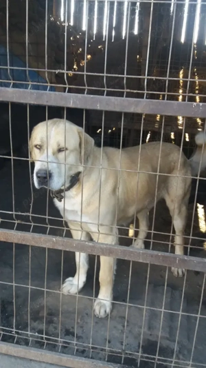 Ciobănesc de asia centrală - imagine 2