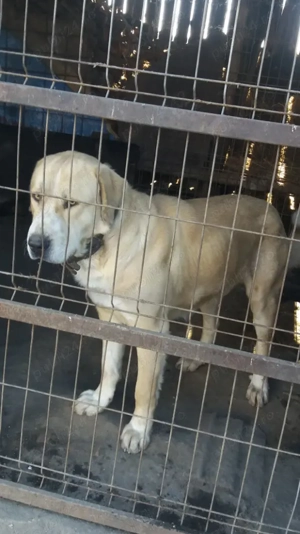 Ciobănesc de asia centrală - imagine 3