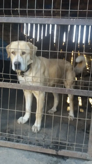 Ciobănesc de asia centrală - imagine 5