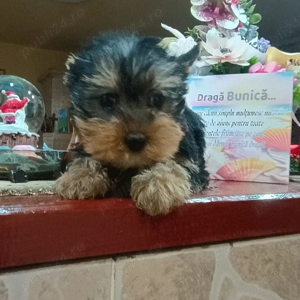 Fetita Yorkshire Terrier Mini - imagine 3