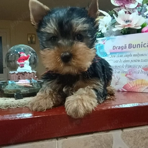 Fetita Yorkshire Terrier Mini