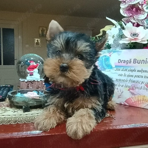 Fetita Yorkshire Terrier Mini - imagine 2