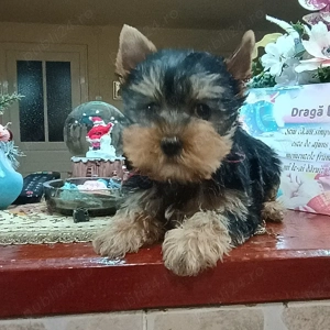 Fetita Yorkshire Terrier Mini - imagine 4