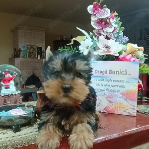 Fetita Yorkshire Terrier Mini - imagine 5