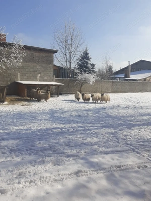 vind oi rasa - imagine 2