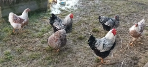 Cocoși Wyandotte și Gâște domestice Italia - imagine 5