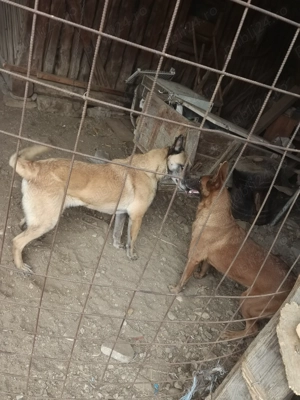 Vând sau schimb pereche 