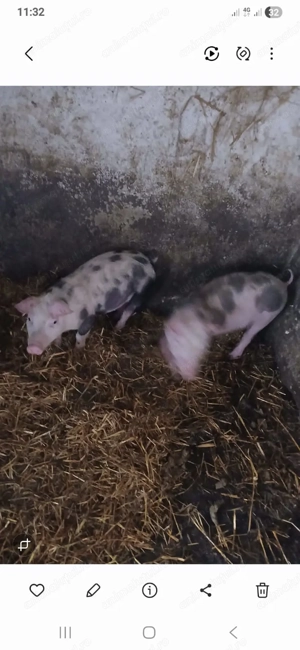 Purcei  petrean de vânzare  - imagine 5